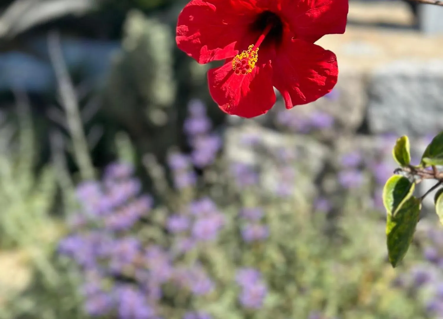 Margie Mykonos Hotel Mykonos Town Греция